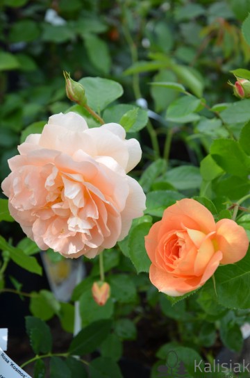 Rosa 'Schöne vom See' (Róża rabatowa)  - C5