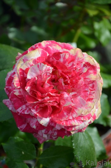 Rosa 'Abracadabra' (Róża)  - C5