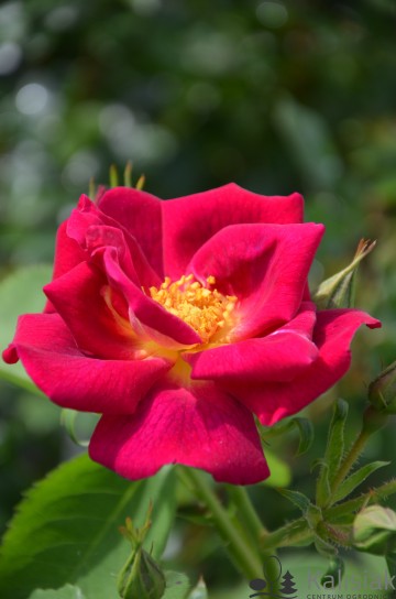 Rosa 'Weg Der Sine' (Róża)  - C3
