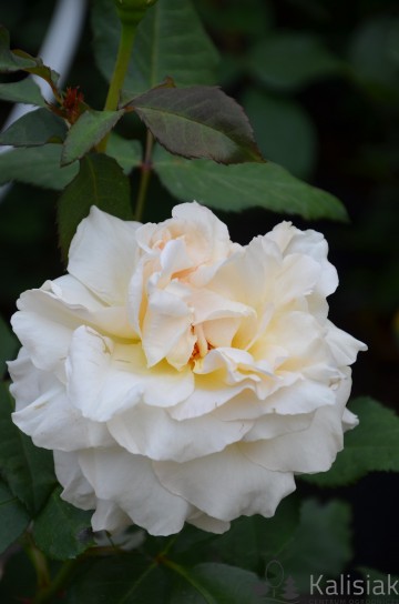 Rosa 'Sunny Sky' (Róża)  - C5