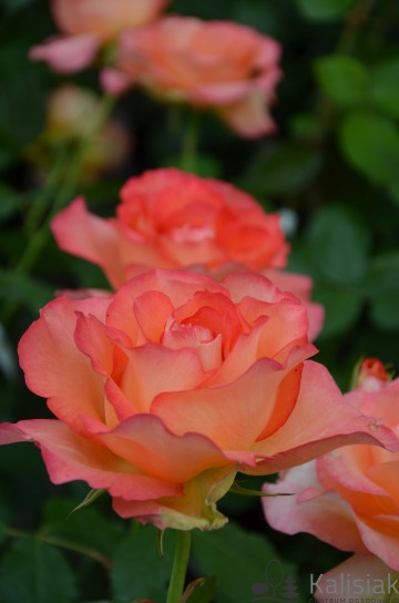 Rosa 'Fairest Cape' (Róża)  - C5