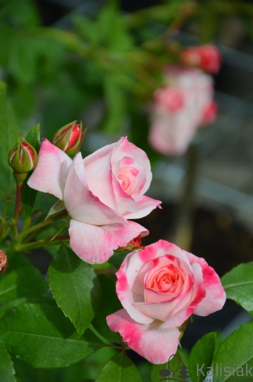 Rosa 'Rosenstadt Fresing' (Róża)  - C5