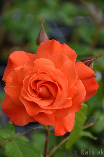 Rosa 'Aloha' (Róża pnąca)  - C5
