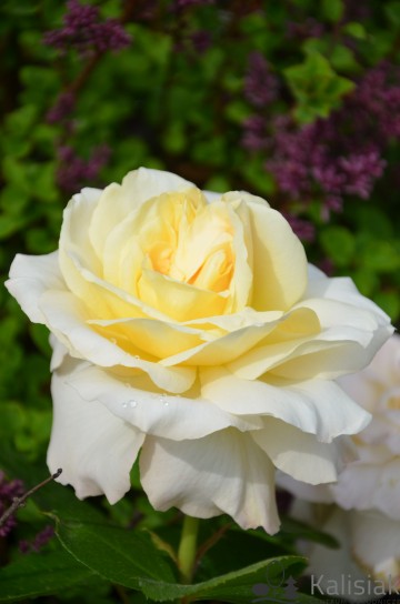 Rosa 'La Perla' (Róża wielkokwiatowa)  - C5
