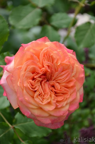 Rosa 'La Villa Cotta' (Róża)  - C5