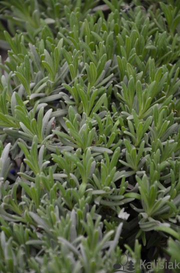 Lavandula angustifolia 'Vera' (Lawenda wąskolistna)  - C5