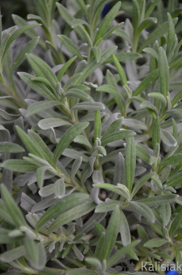 Lavandula angustifolia 'Vera' (Lawenda wąskolistna)  - C5