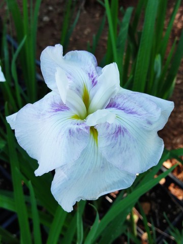 Iris ensata 'Kogesho' (Kosaciec mieczolistny)  - C5