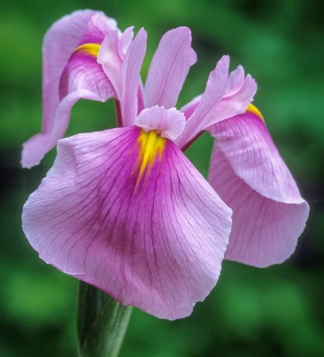 Iris ensata 'Rose Queen' (Kosaciec mieczolistny)  - C5