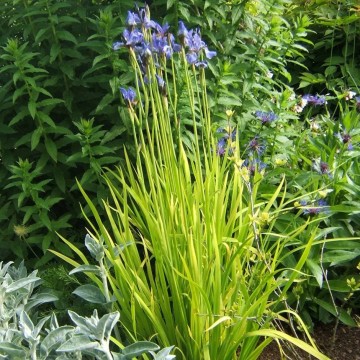 Iris sibirica 'Frans Gold' (Kosaciec syberyjski)  - C5
