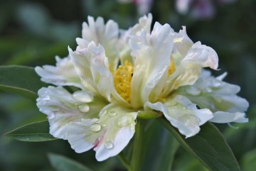 Paeonia lactiflora 'Green Lotus' (Piwonia chińska)  - C4.5