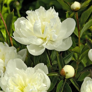 Paeonia lactiflora 'Duchesse De Nemours' (Piwonia chińska)  - C3