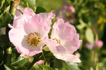 Rosa canina (Róża dzika)  - C5