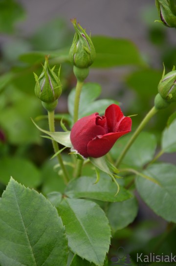 Rosa 'Amadeus' (Róża pnąca)  - C5