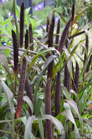 Pennisetum glaucum 'Purple Baron' (Rozplenica perłowa)  - C2