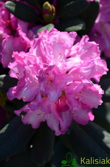 Rhododendron 'Blurettia' (Różanecznik)  - C7,5