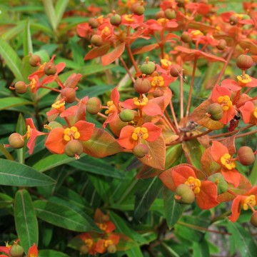 Euphorbia griffithii 'Fireglow' (Wilczomlecz Griffitha)  - C2