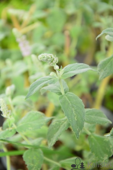 Mentha longifolia 'Buddleia Variegata' (Mięta długolistna)  - C2