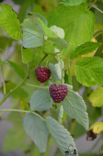 Rubus idaeus 'BonBonBerry' (Malina)  - C3