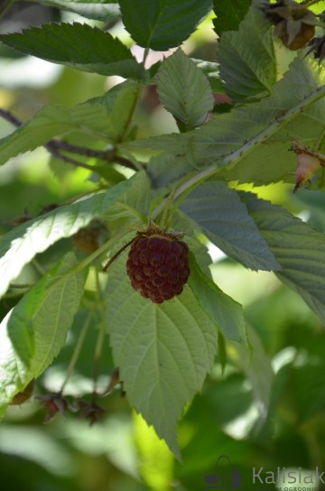 Rubus idaeus GROOVY 'Jdeboer005' (Malina)  - C3