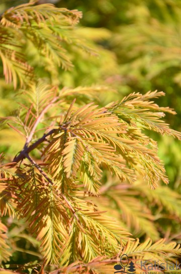 Metasequoia glyptostroboides 'Matthaei Broom' (Metasekwoja chińska)  - C5