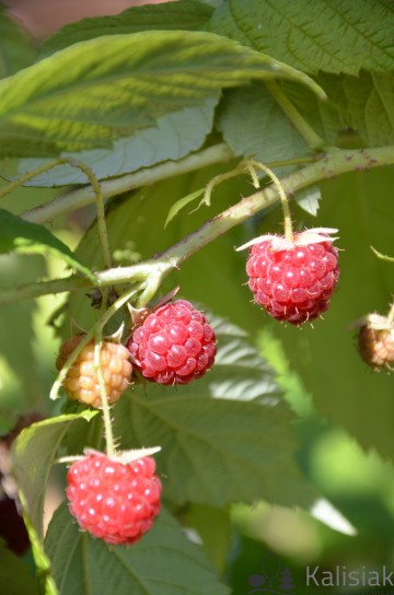 Rubus idaeus 'Malling Promise' (Malina)  - C2
