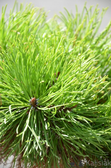 Pinus mugo 'Rysy' (Sosna górska)  - C4 PA