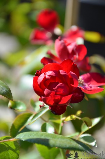 Rosa 'Milano' (Róża rabatowa)  - C5