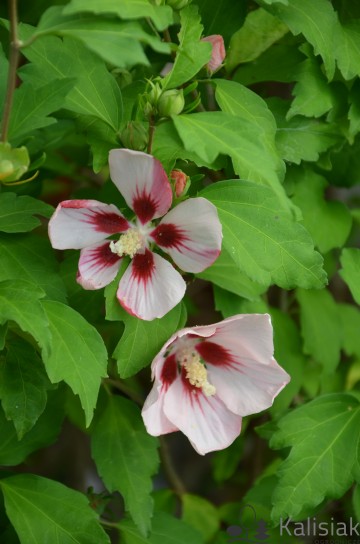 Hibiscus syriacus 'Hamabo' (Ketmia syryjska)  - C9