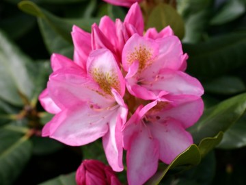 Rhododendron 'Arkadius' (Różanecznik)  - C4