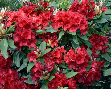 Rhododendron 'Dotella' (Różanecznik)  - C4
