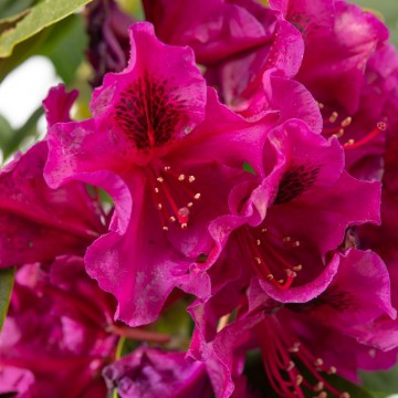 Rhododendron 'Olin o.Dobbs' (Różanecznik)  - C4
