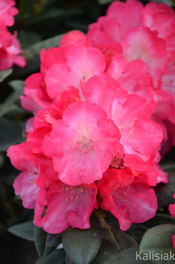 Rhododendron yakushimanum 'Fantastica' (Różanecznik jakuszimański)  - C4