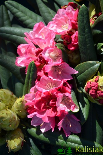 Rhododendron yakushimanum 'Fantastica' (Różanecznik jakuszimański)  - C4