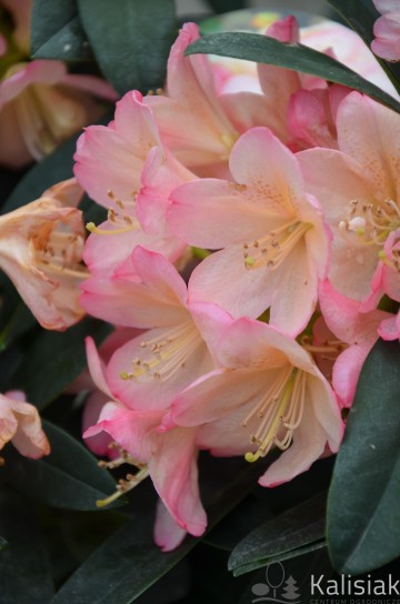 Rhododendron yakushimanum 'Percy Wiseman' (Różanecznik jakuszimański)  - C4