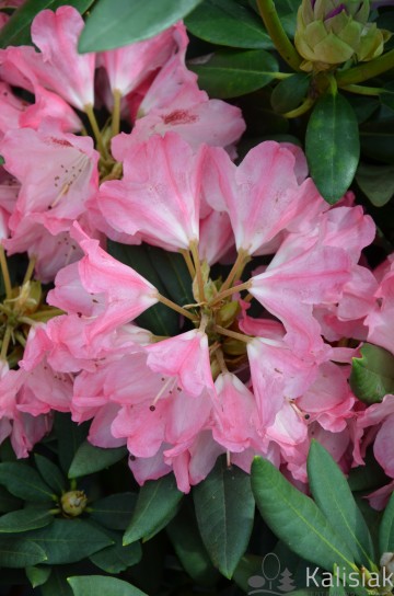 Rhododendron yakushimanum 'Sneezy' (Różanecznik jakuszimański)  - C4
