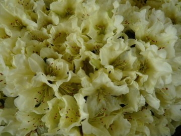 Rhododendron impeditum 'Patty Bee' (Różanecznik gęsty)  - C2