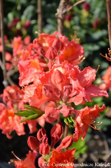 Rhododendron 'Juanita' (Azalia wielkokwiatowa)  - C4