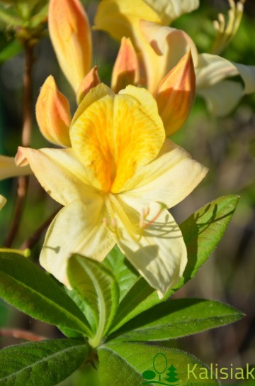 Rhododendron 'Toucan' (Azalia wielkokwiatowa)  - C3