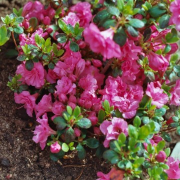 Rhododendron japanese azalea 'Babuschka' (Azalia japońska)  - C2