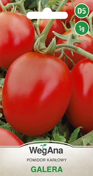 Pomidor 'Galera' nasiona 1 g - WegAna