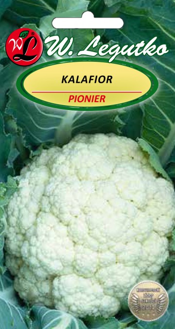 Kalafior 'Pionier' nasiona 1 g - Legutko