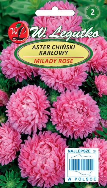 Aster karłowy 'Milady Rose' nasiona 1 g - Legutko