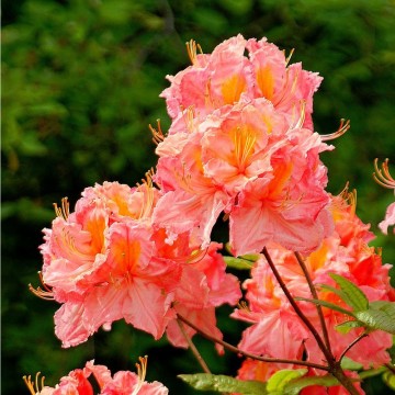 Rhododendron 'Cecile' (Azalia wielkokwiatowa)  - C4