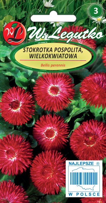Stokrotka pospolita wielkokwiatowa 'Gracja' czerwona nasiona 0,1 g - Legutko