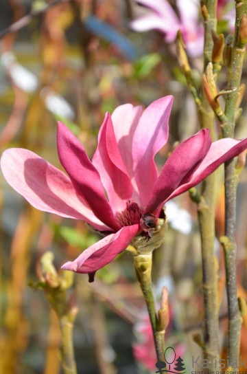 Magnolia 'Burgundy Star' (Magnolia)  - C5
