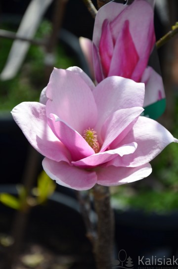 Magnolia 'Cleopatra' (Magnolia)  - C5