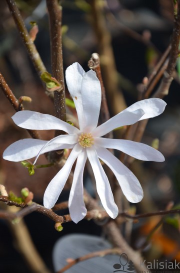 Magnolia loebneri 'Leonard Messel' (Magnolia Loebnera)  - C5