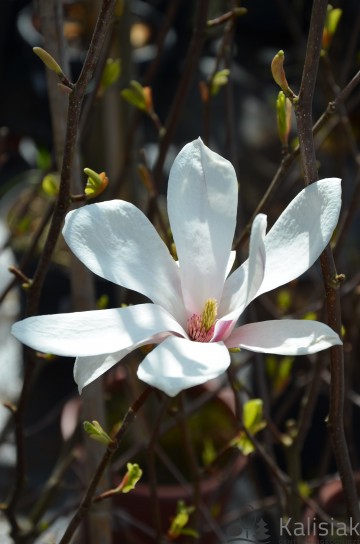 Magnolia soulangeana (Magnolia Soulange'a)  - C5