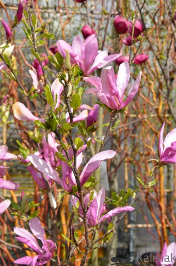 Magnolia 'Susan' (Magnolia)  - C5